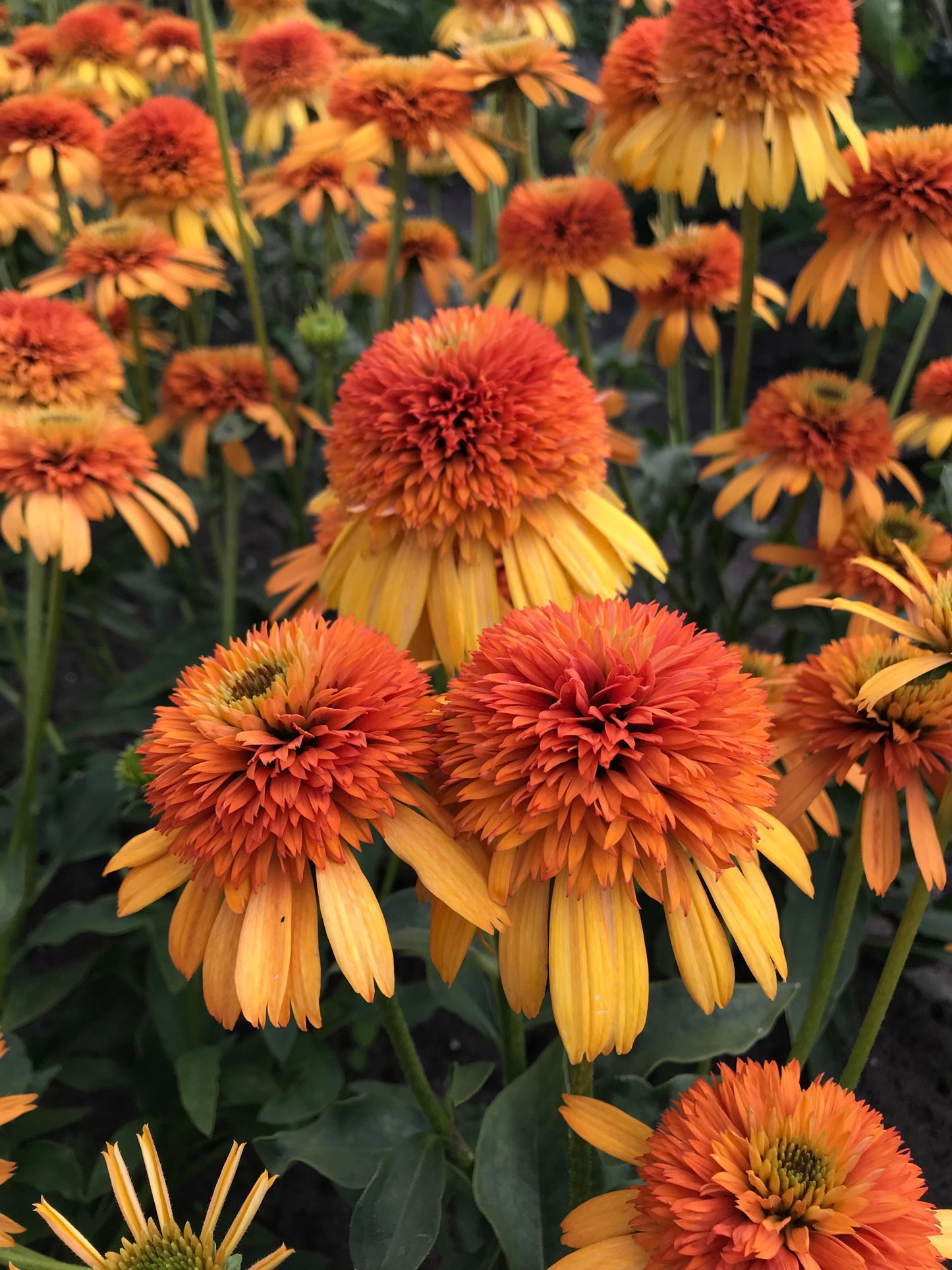 Echinacea-Orange Fascinator 1C