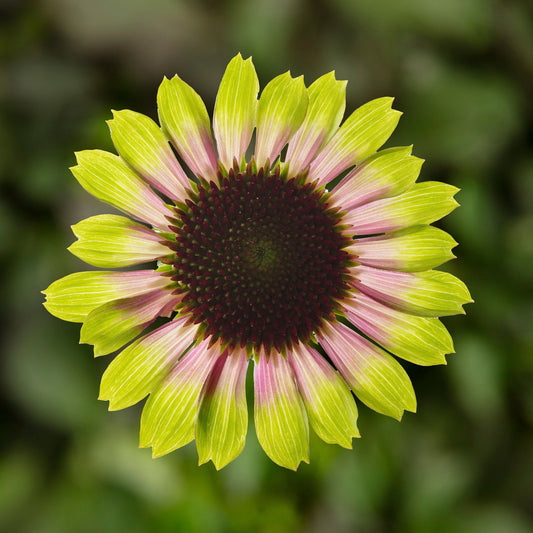 Echinacea-Vintage Lime 1C