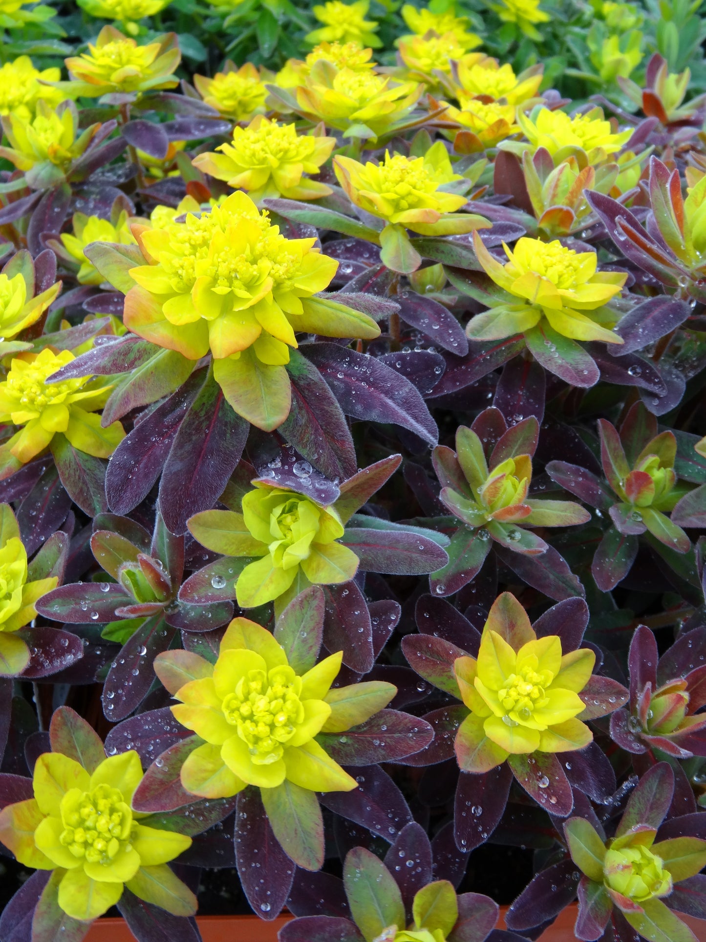 Euphorbia-Bonfire 1C
