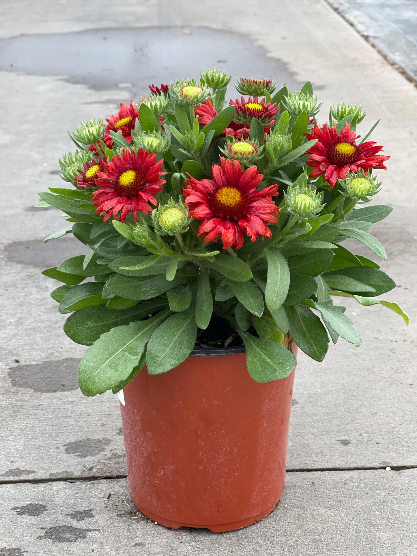 Gaillardia-Arizona Red Shades 1C