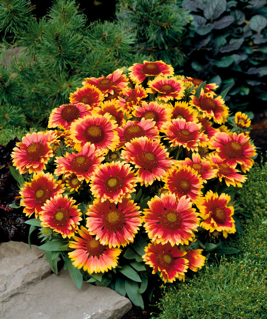 Gaillardia-Arizona Sun 1C