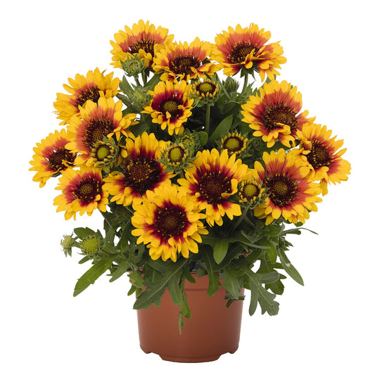 Gaillardia-Red Starburst 1C