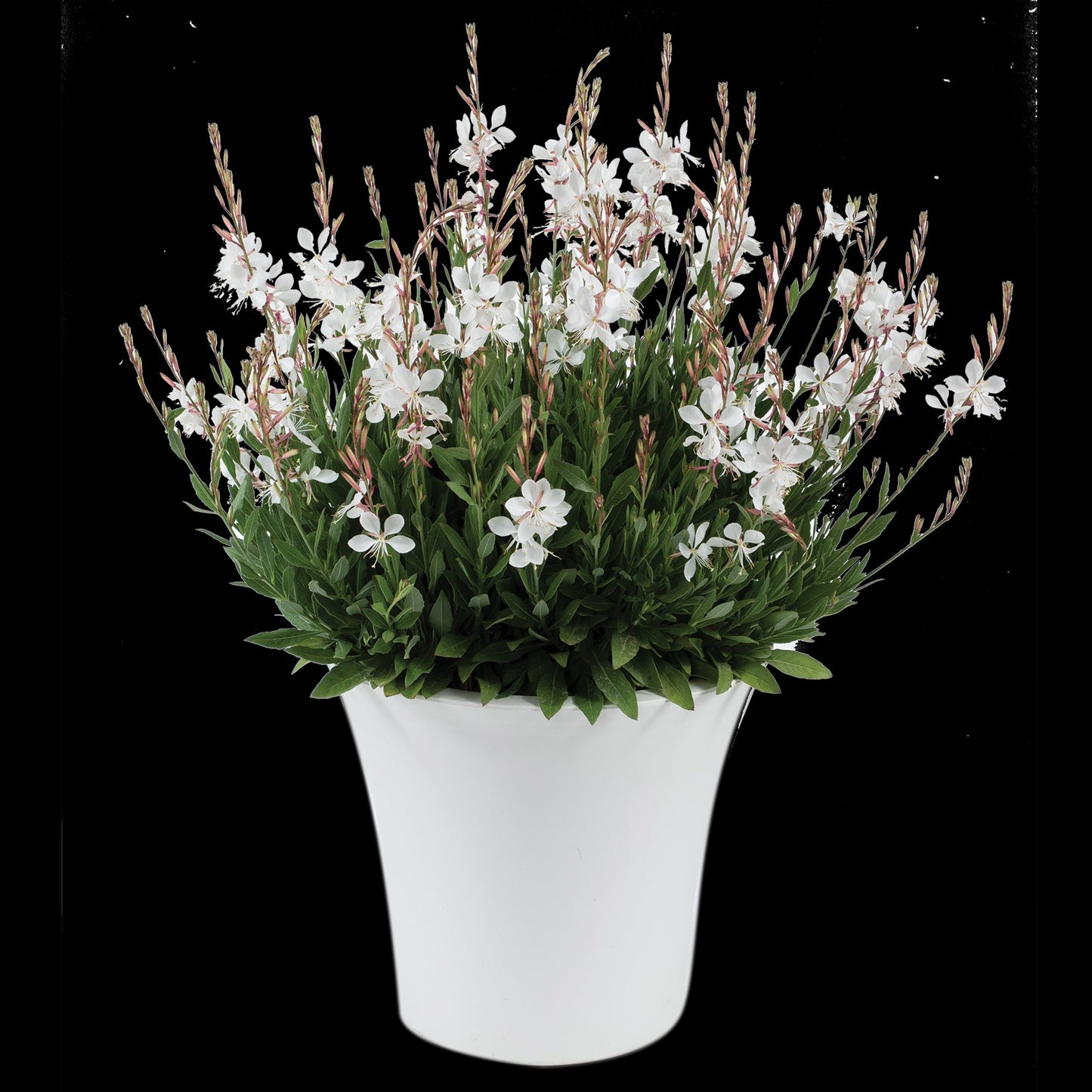 Gaura-Steffi White 1C