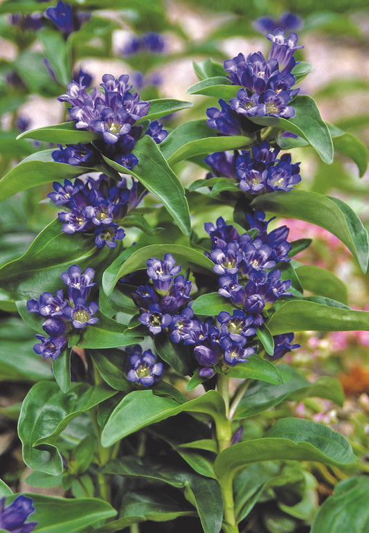 Gentiana-Blue Cross 1C