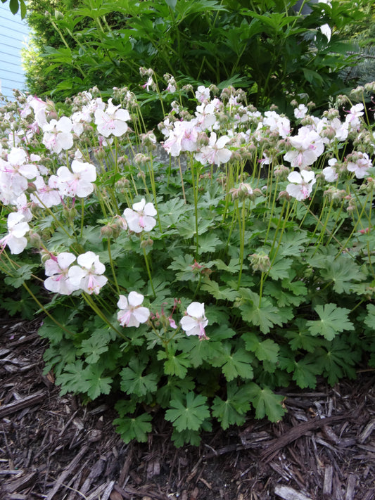 Geranium-St. Ola 1C