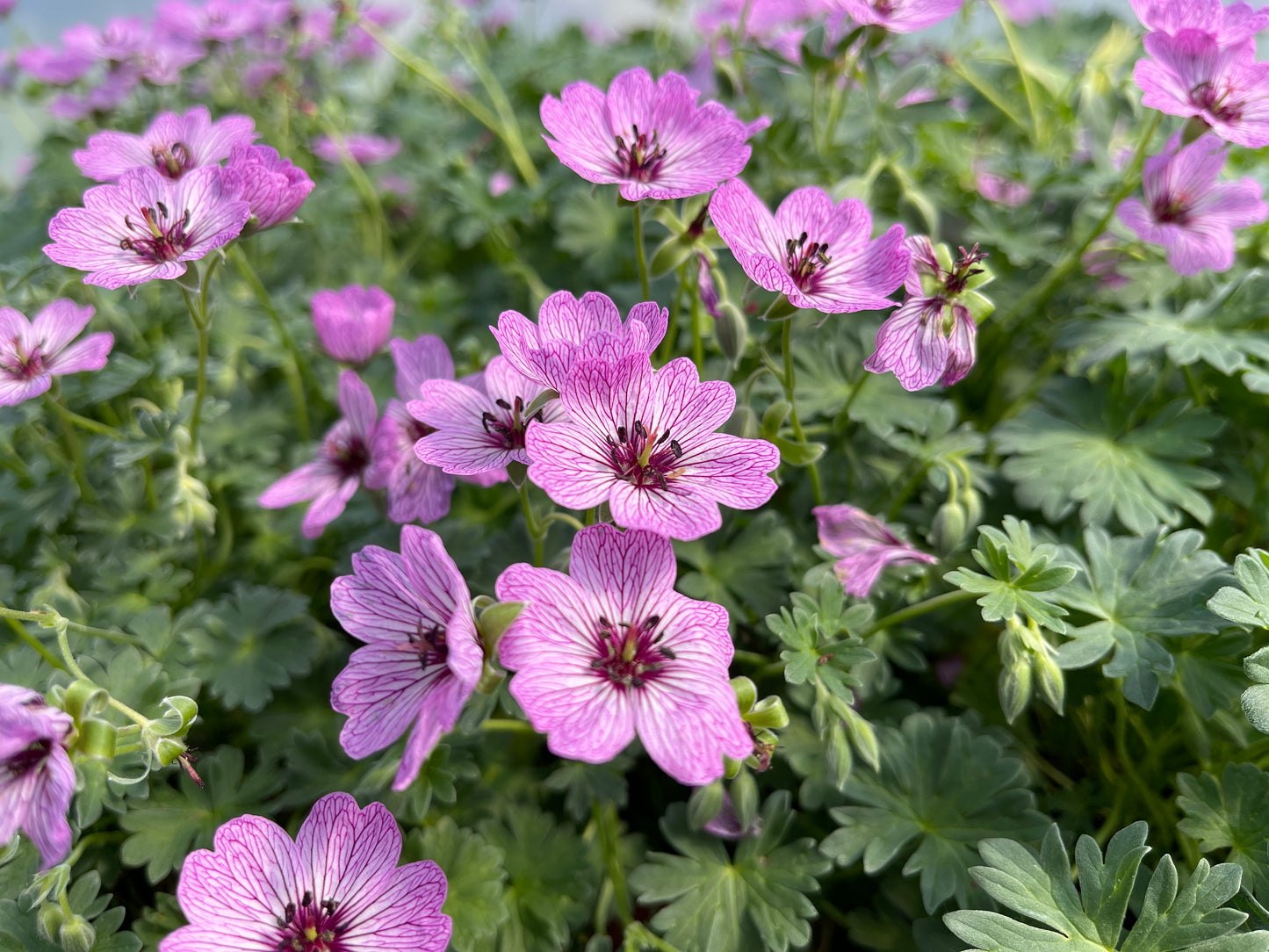 Geranium-Ballerina 1C