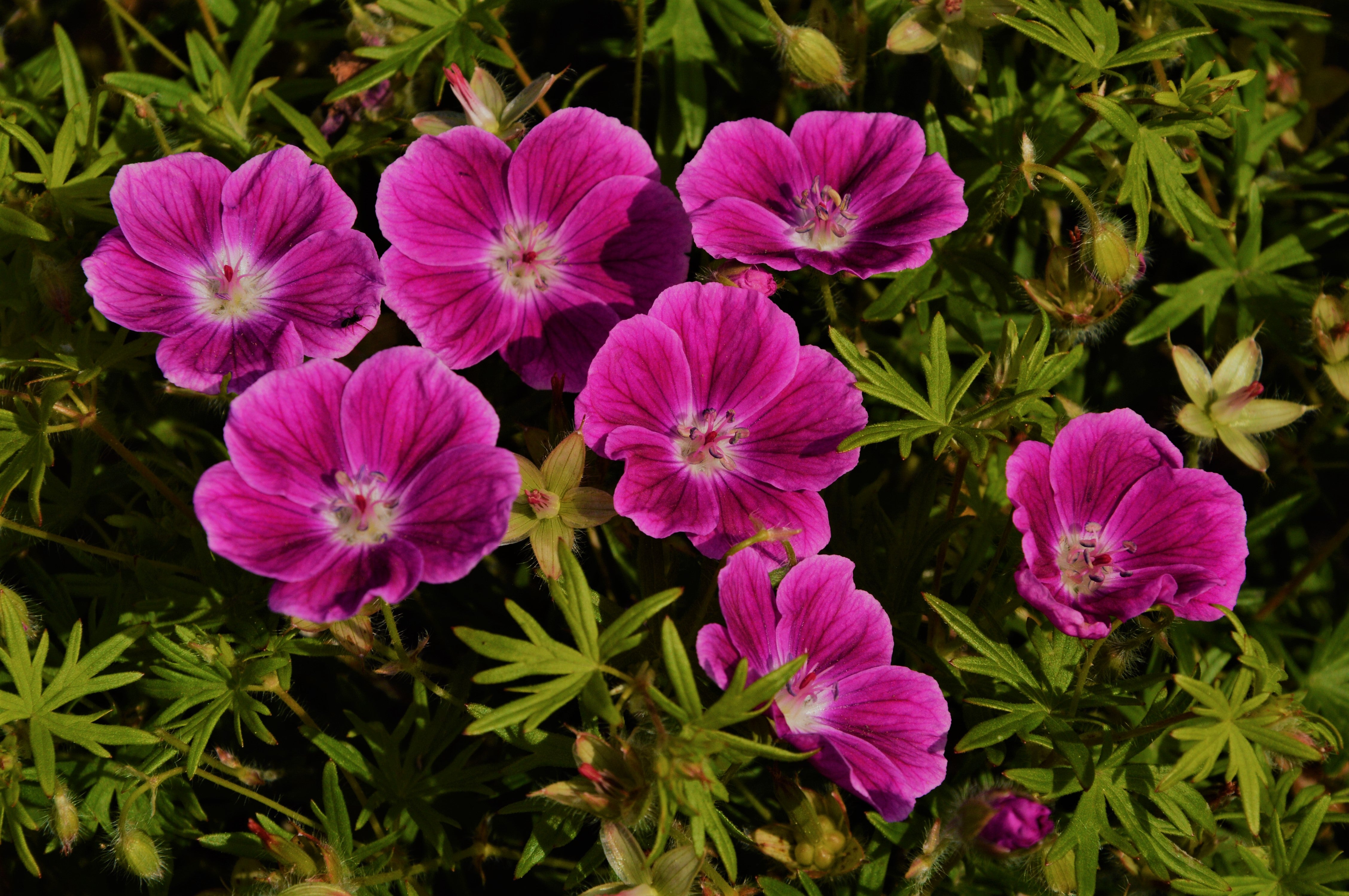 geranium elke seeds Geranium-Elke 1C – Country Arbors Nursery