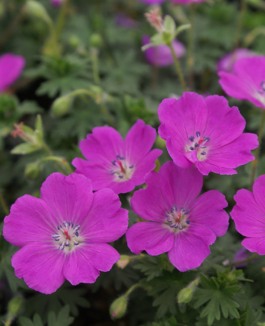 Geranium-Max Frei 1C
