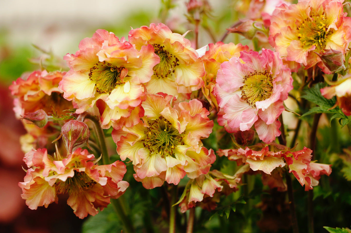 Geum-Pretticoats Peach 1C