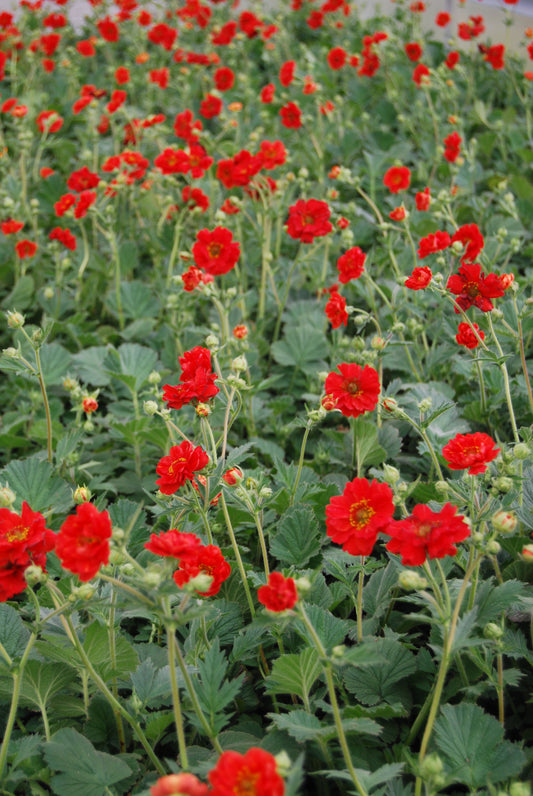 Geum-Double Bloody Mary 1C