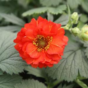 Geum-Red Dragon 1C