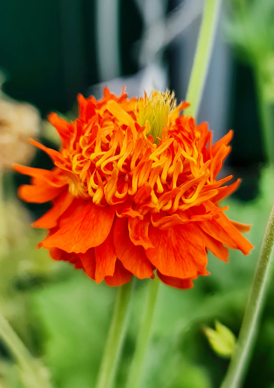 Geum-Pumpkin Orange 1C