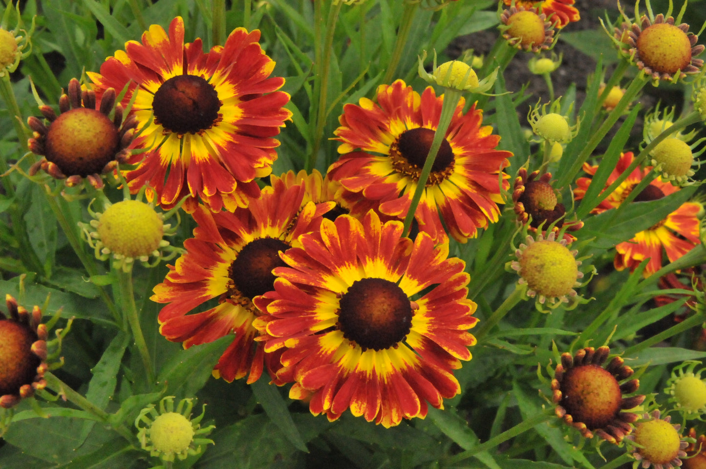 Helenium-Fuego 1C