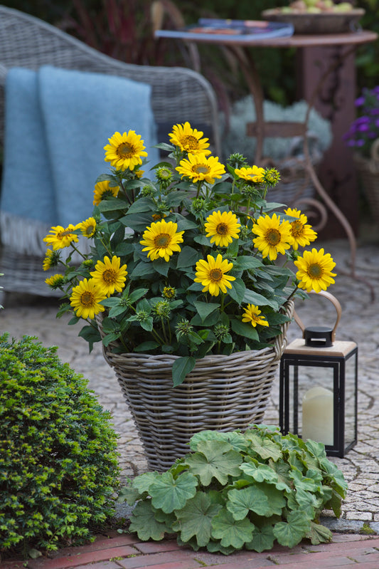 Helianthus-Suncatcher 1C