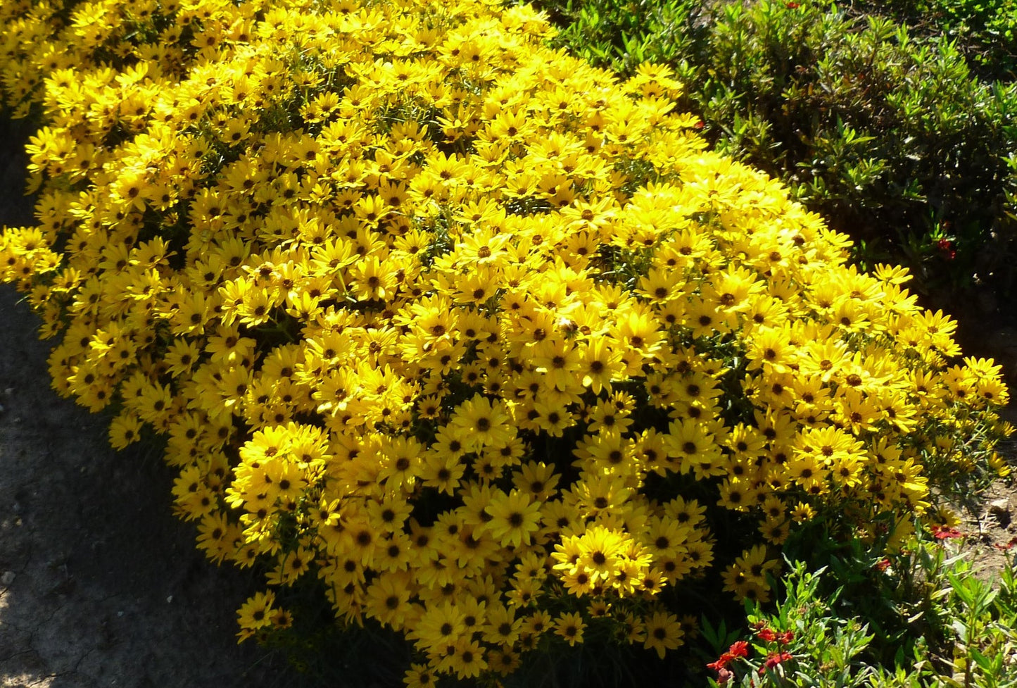 Helianthus-Autumn Gold 1C