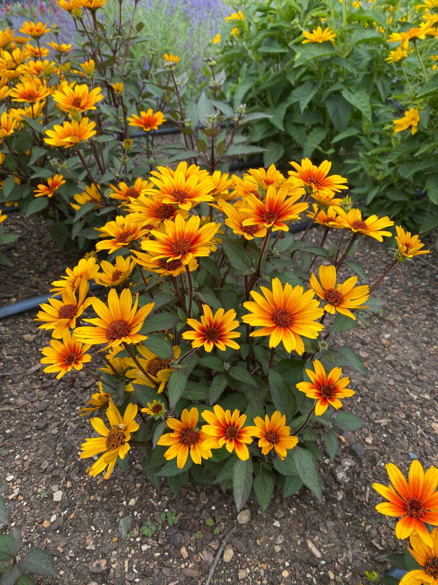 Heliopsis-Sole Scuro 1C