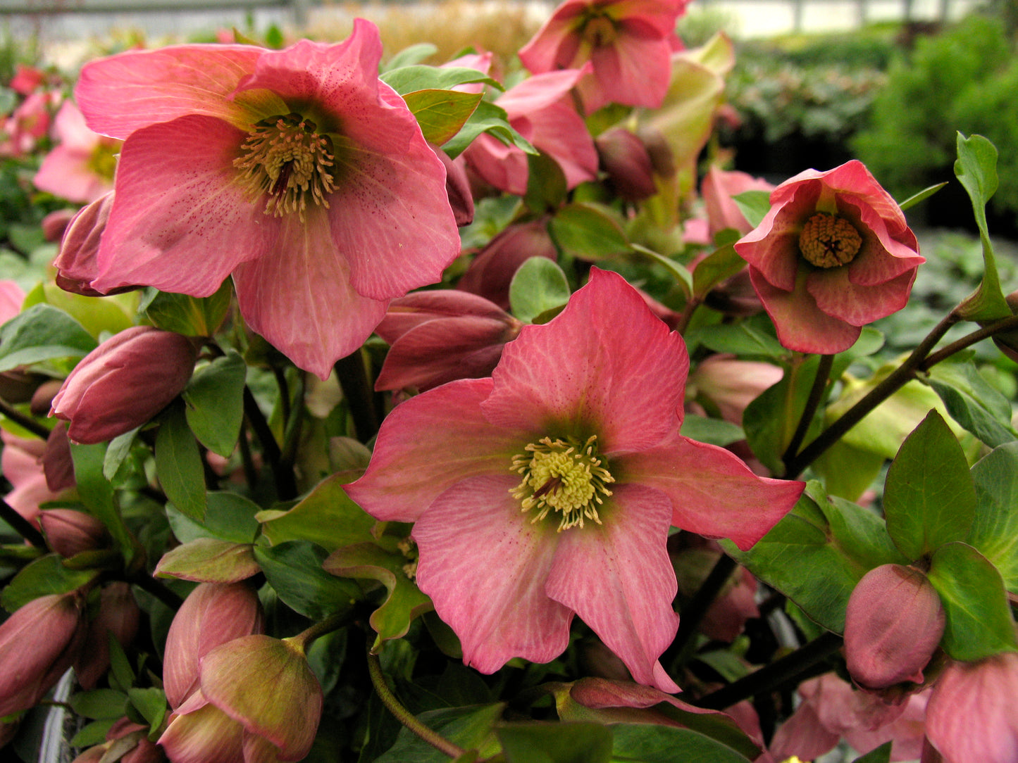 Helleborus-Walberton's Rosemary 1C