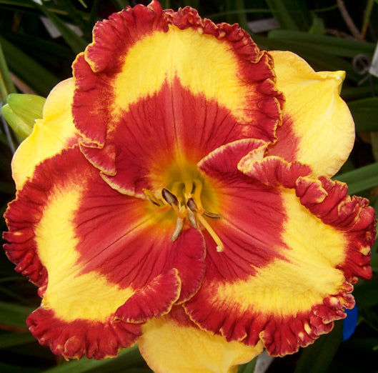 Daylily-Band of Fire 1C