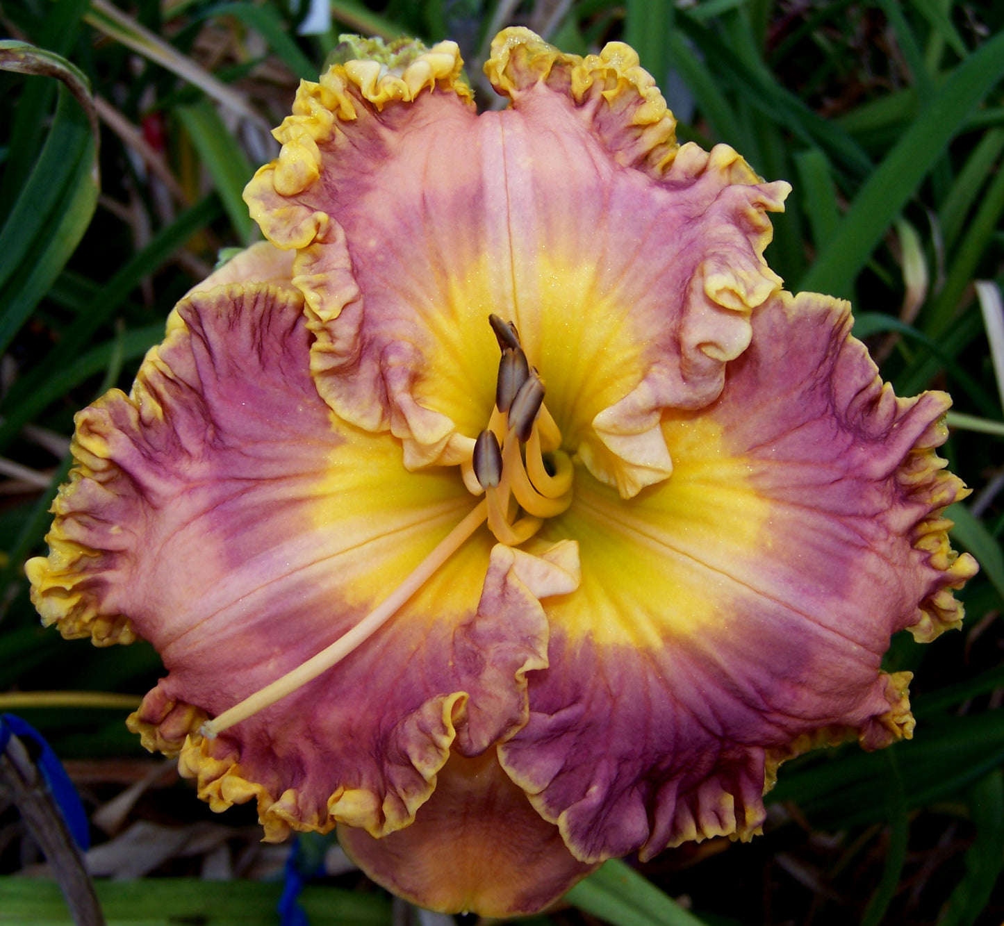 Daylily-Collage 1C