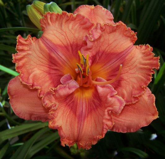Daylily-Perceptive 1C