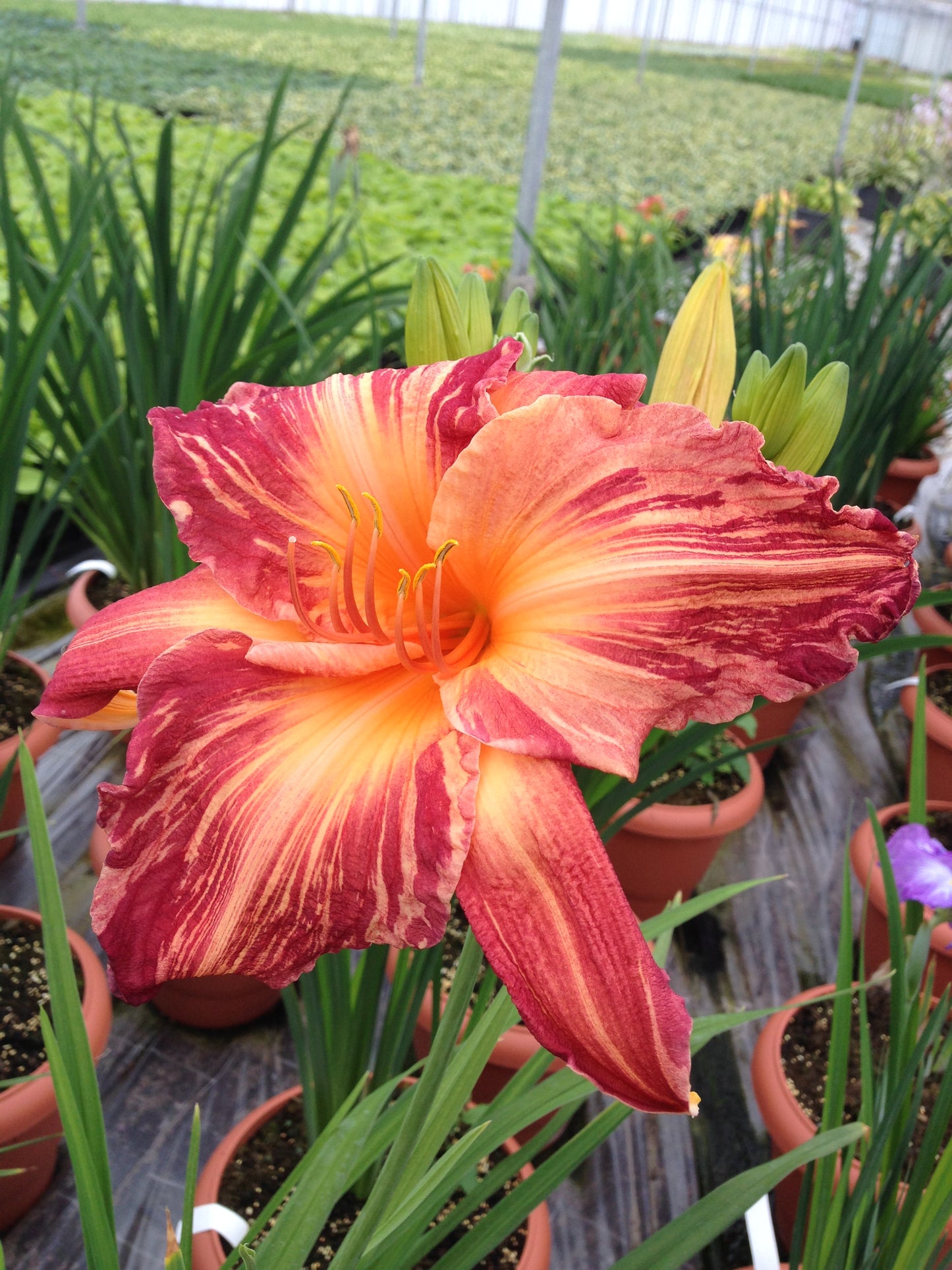 Daylily-Pink Stripes 1C