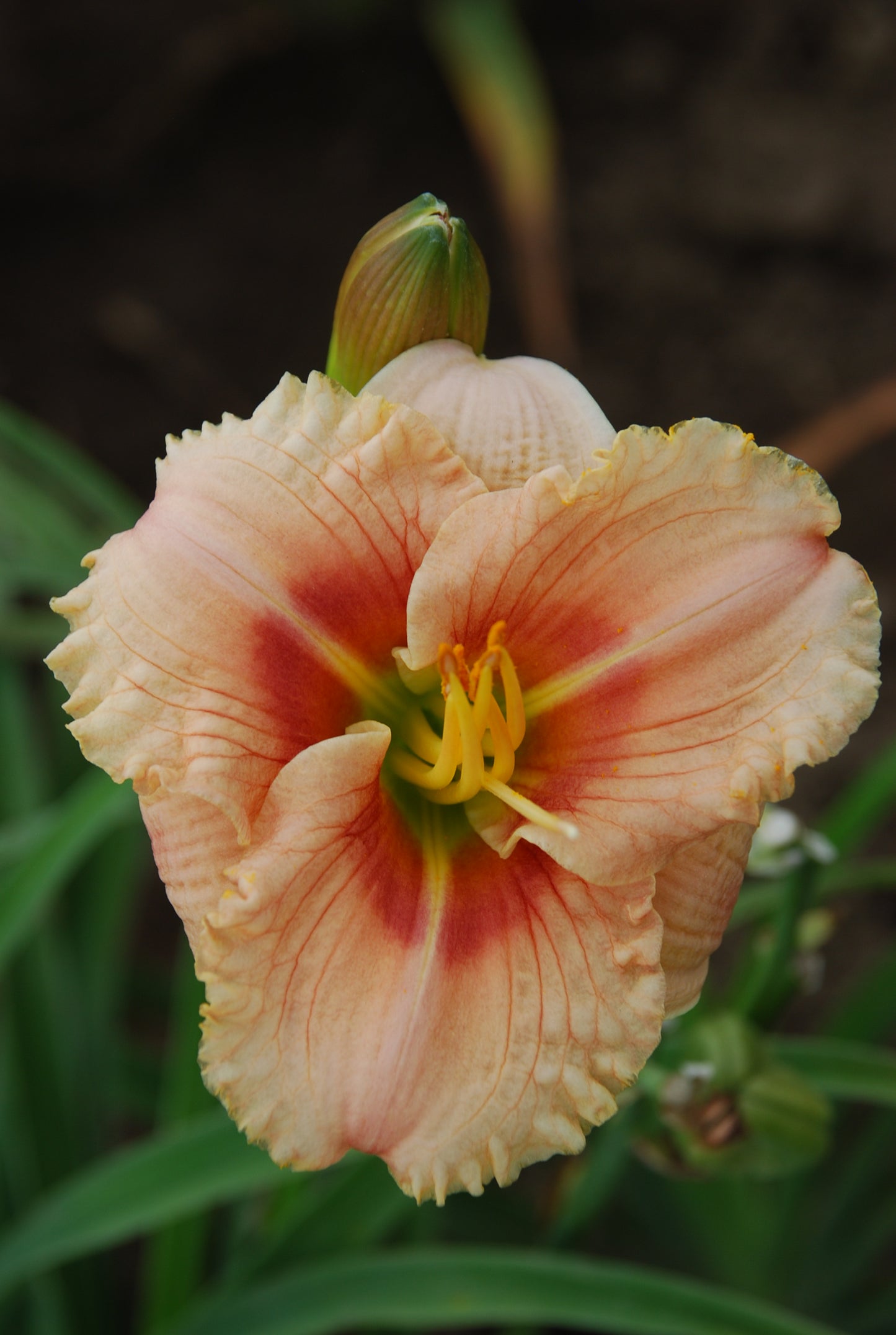 Daylily-Siloam French Doll 1C