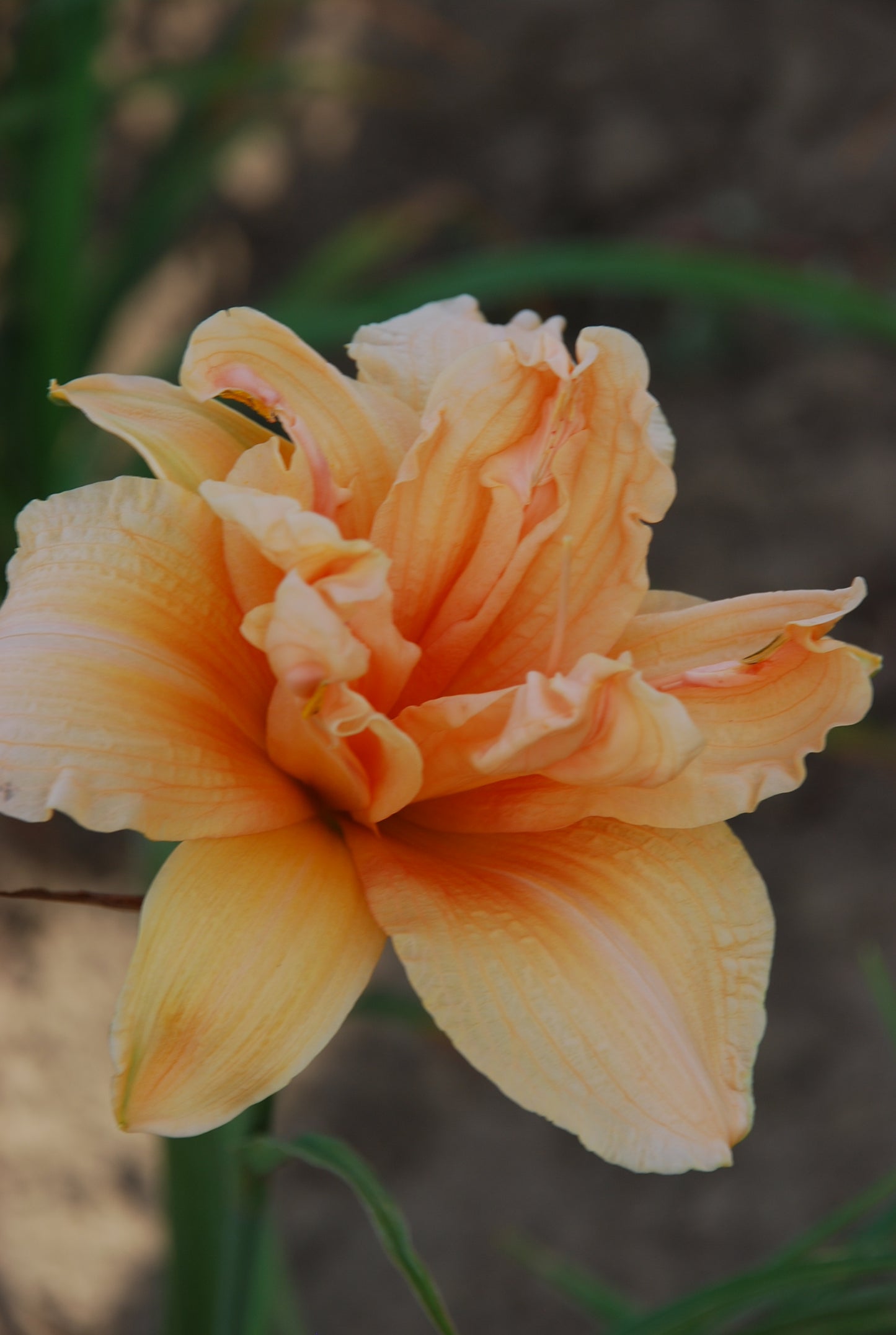 Daylily-Vanilla Fluff 1C