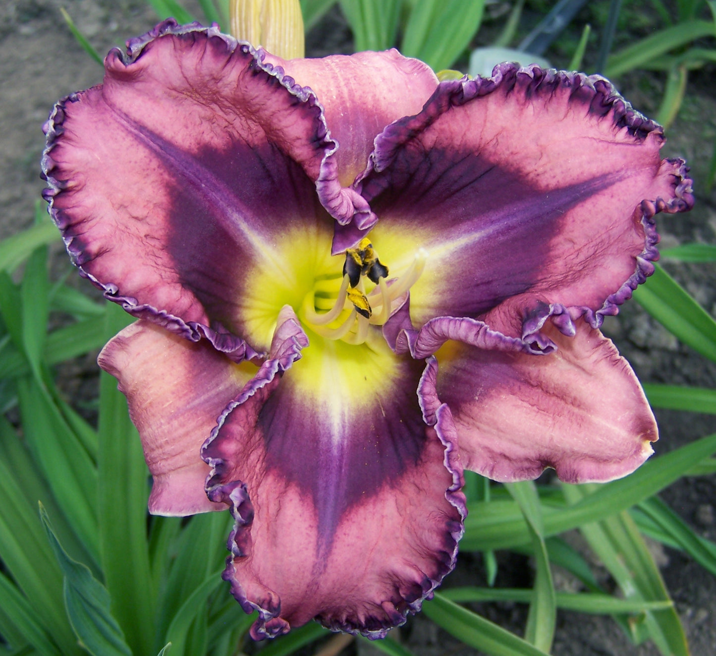 Daylily-You've Got Soul 1C