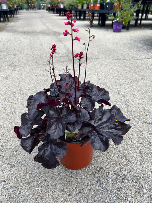 Heuchera-Black Forest Cake 1C