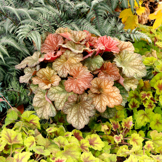 Heuchera-Changeling 1C