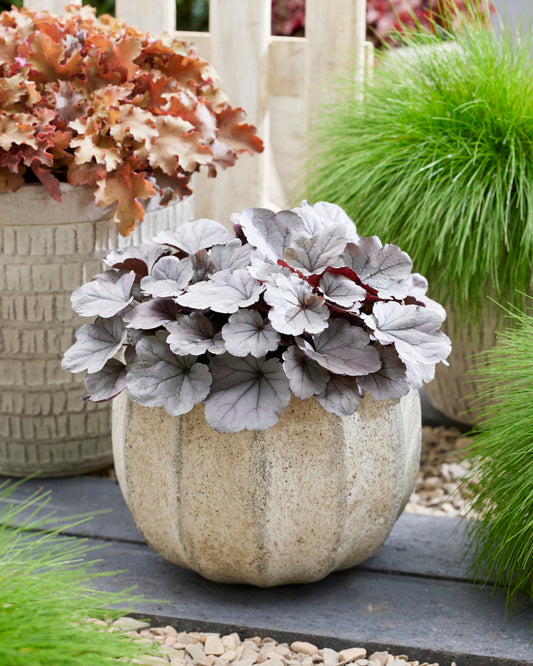 Heuchera-Indian Summer Silverberry 1C