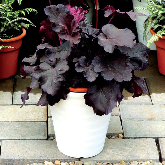 Heuchera-Northern Exposure Black 1C