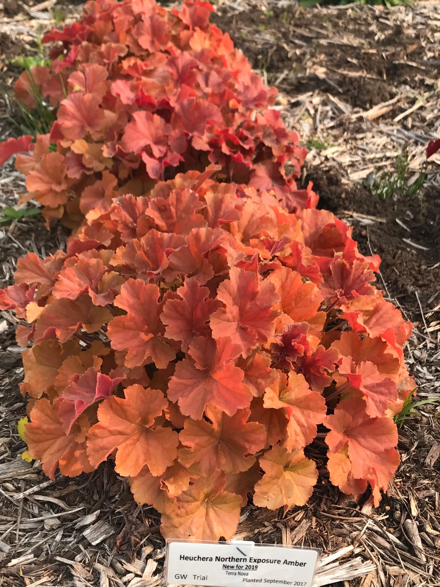 Heuchera-Northern Exposure Amber 1C