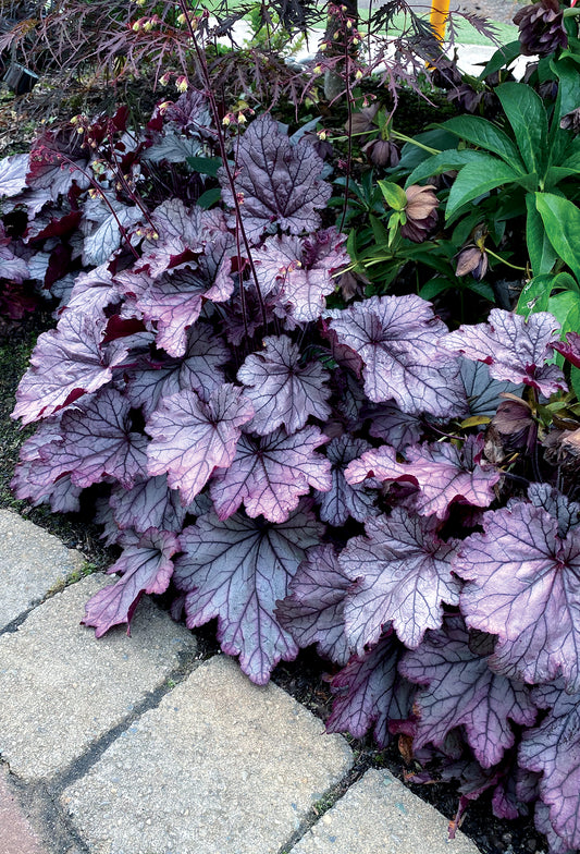 Heuchera-Spellbound 1C