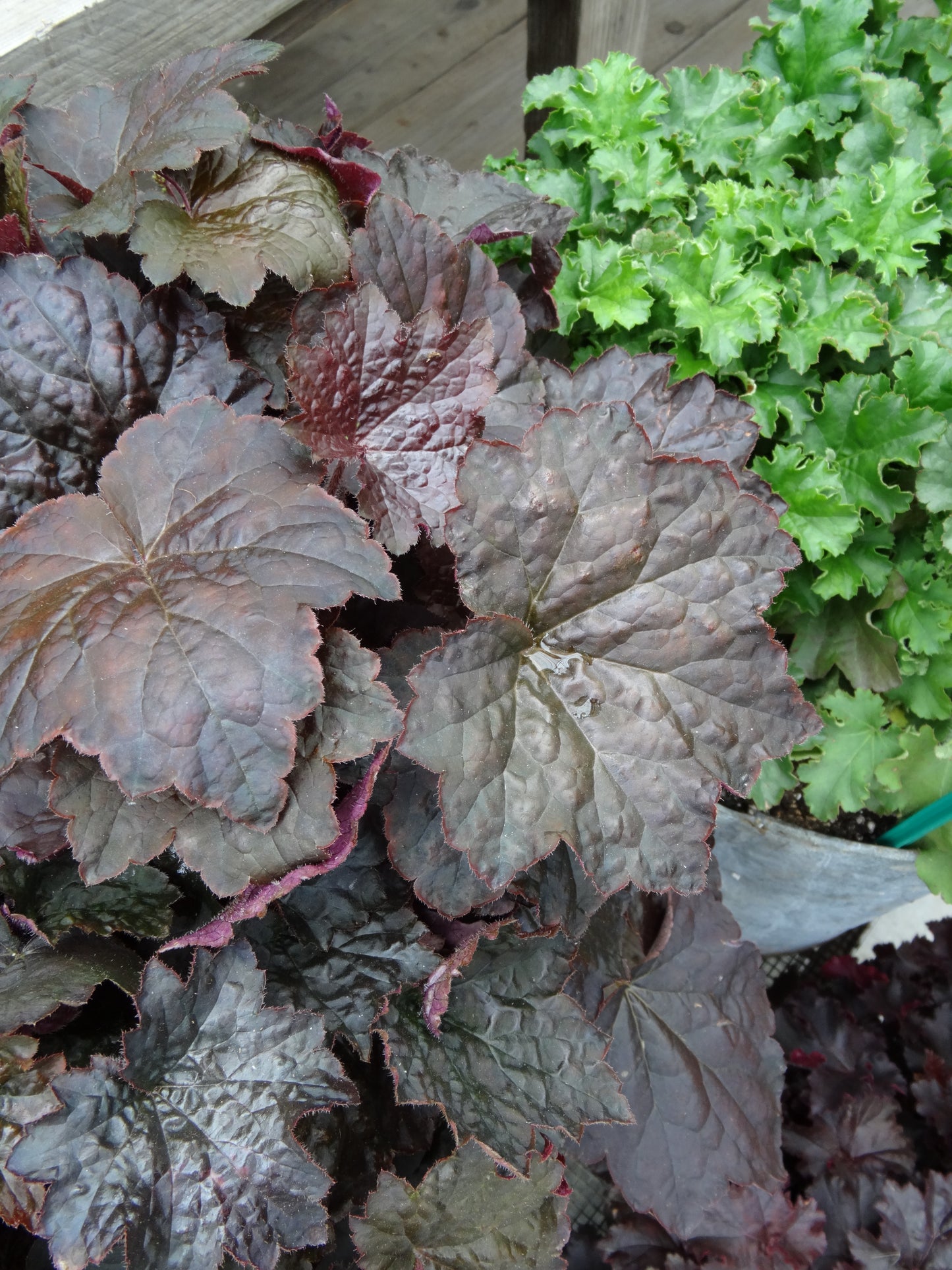 Heuchera-Palace Purple 1C