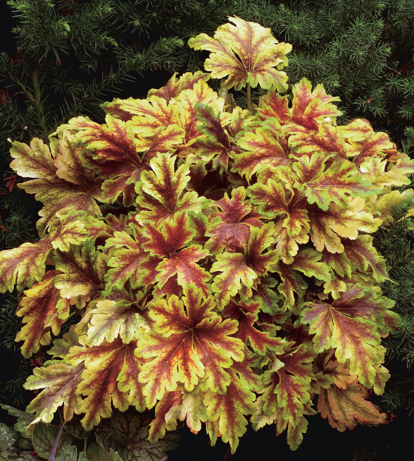 Heucherella-Gold Zebra 1C