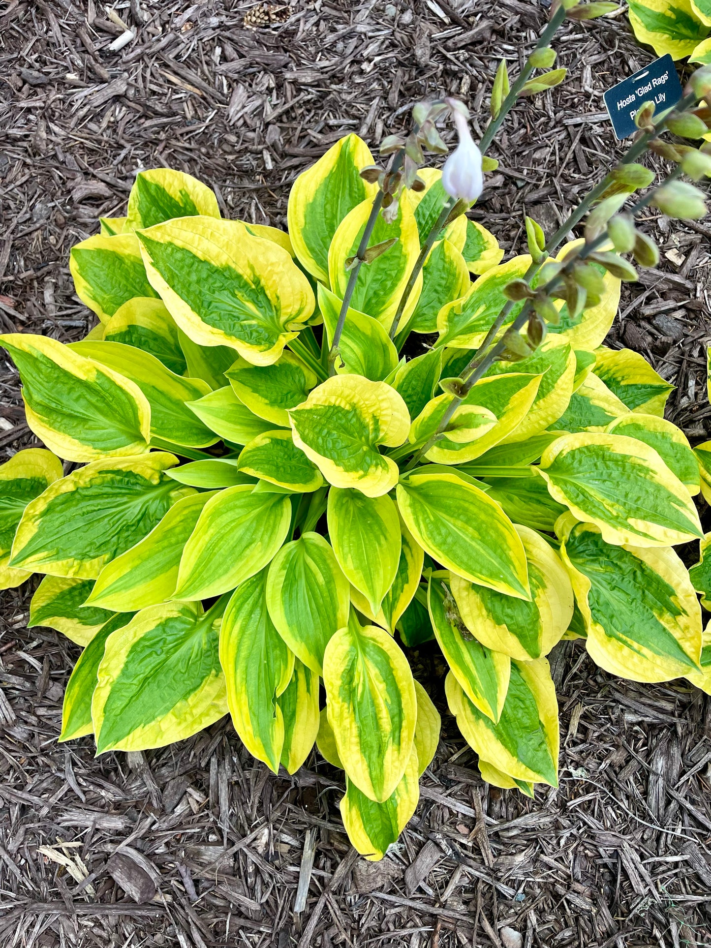 Hosta-Glad Rags 1C