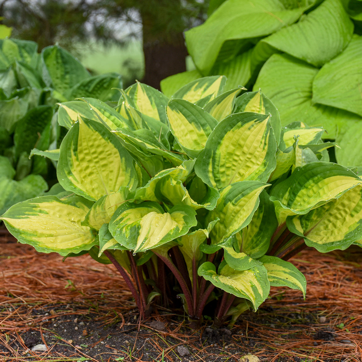 Hosta-Island Breeze 1C
