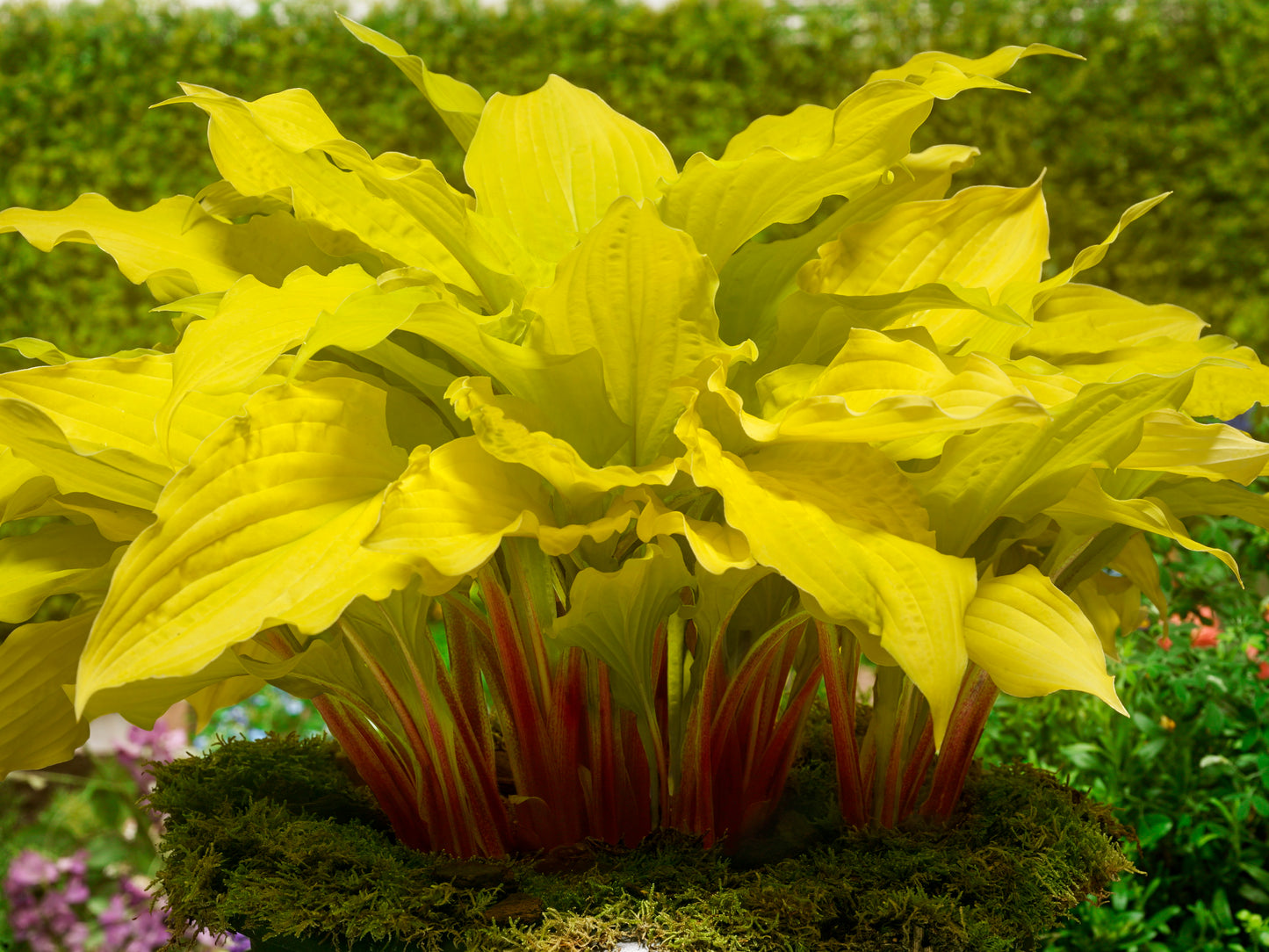 Hosta-Lipstick Blonde 1C