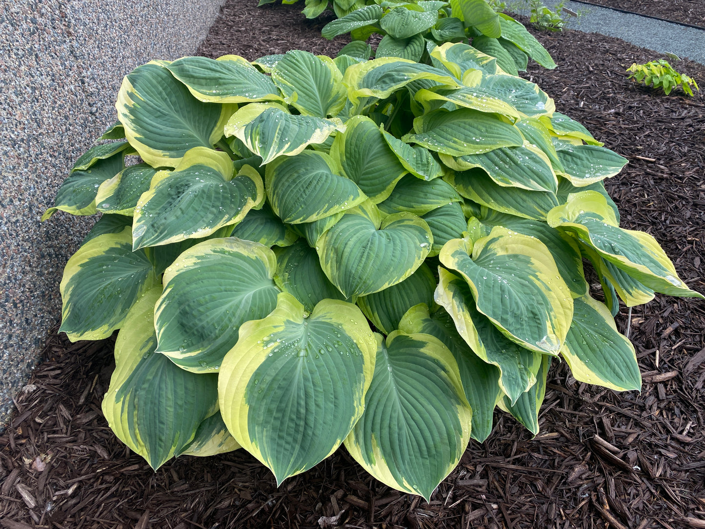 Hosta-Orion's Belt 1C