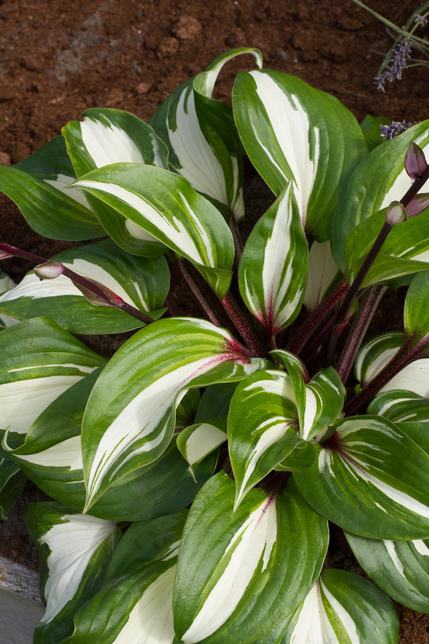 Hosta-Raspberry Sundae 1C