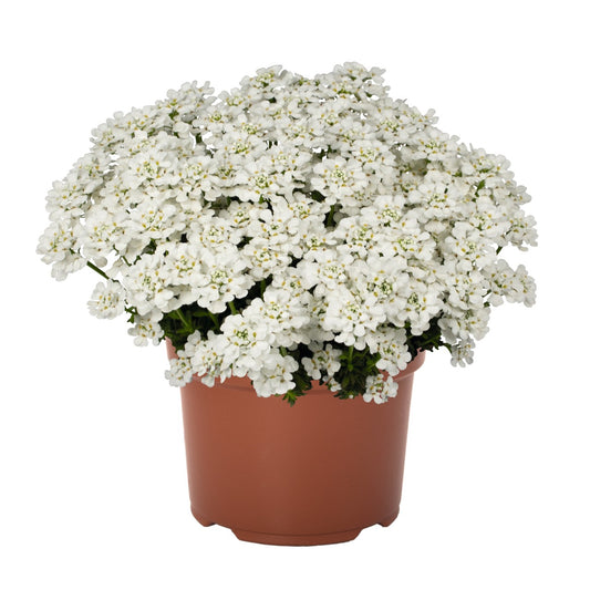 Iberis-White Shadow 1C