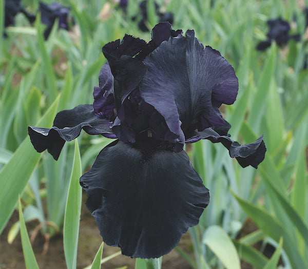 Iris-Blackwater 1C