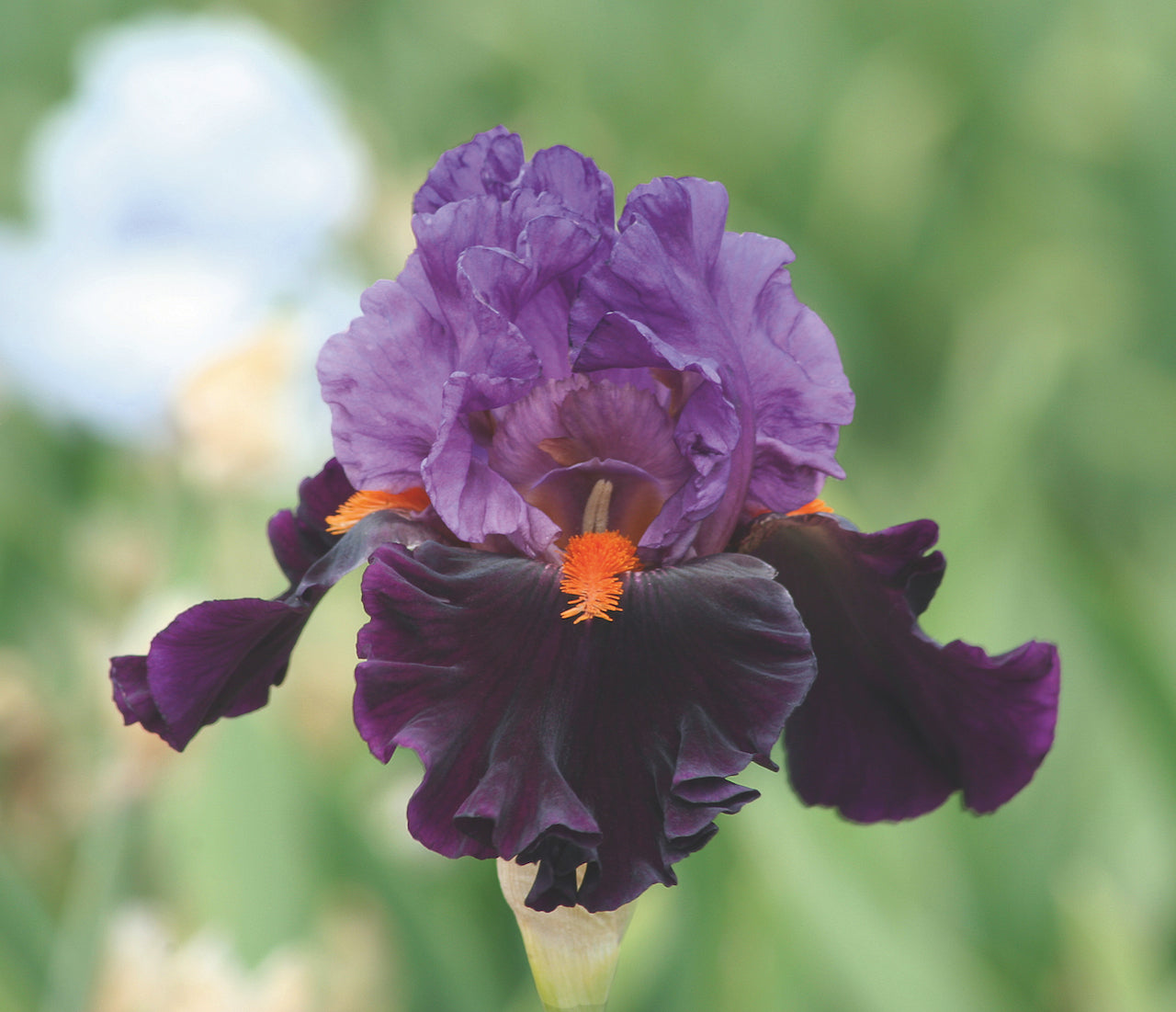 Iris-Sharp Dressed Man 1C