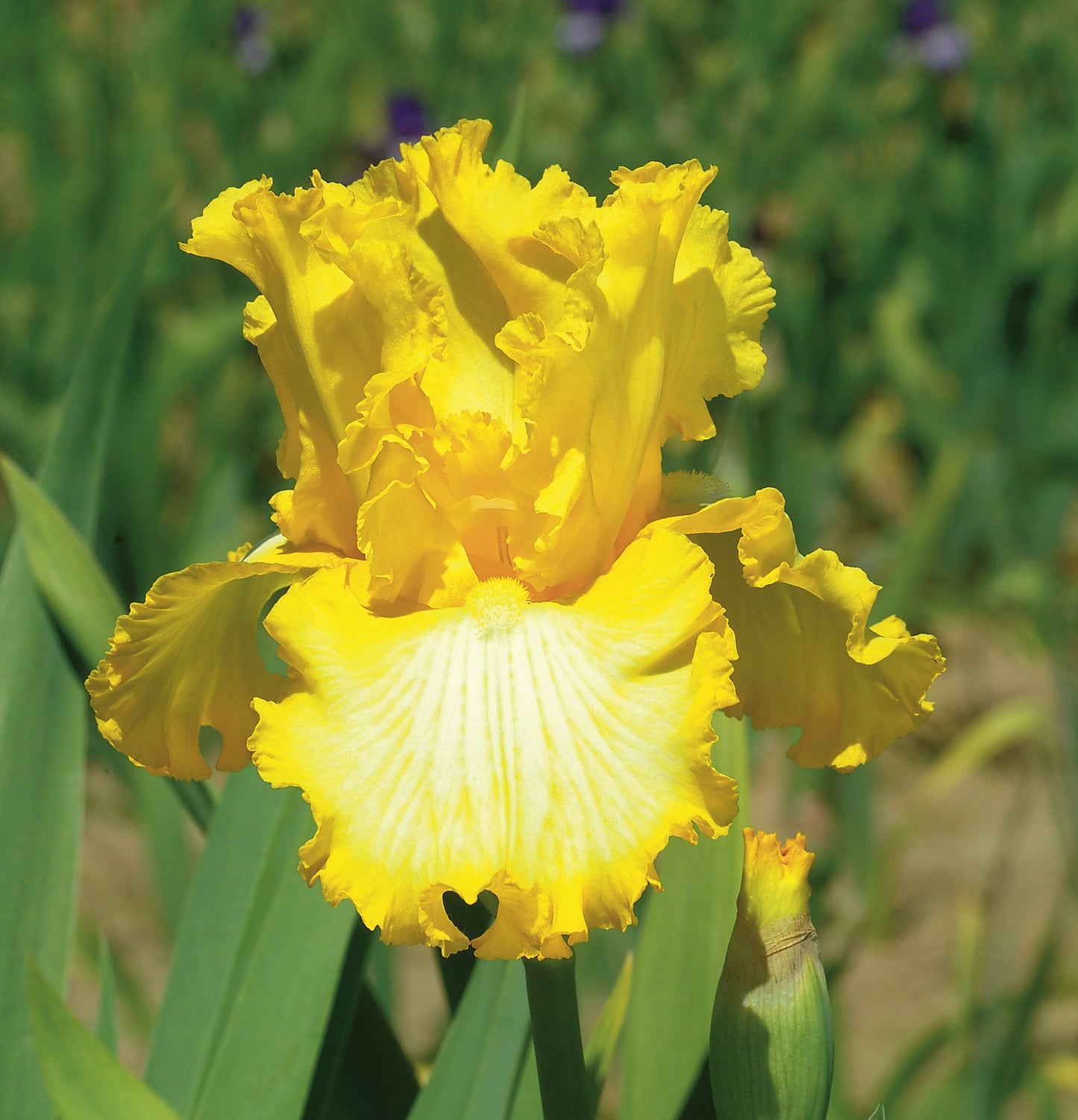 Iris-That's All Folks 1C