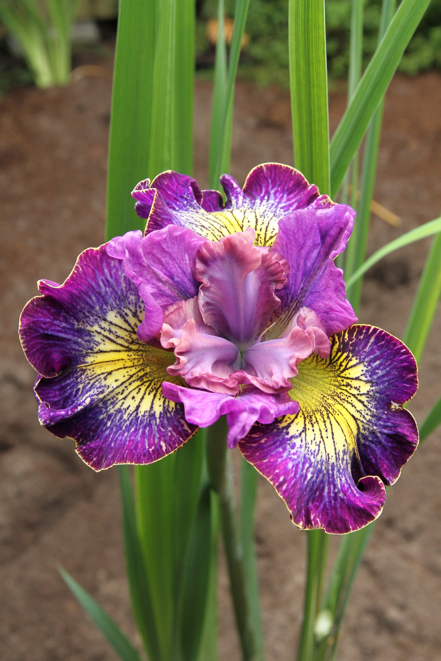 Iris-How Audacious 1C