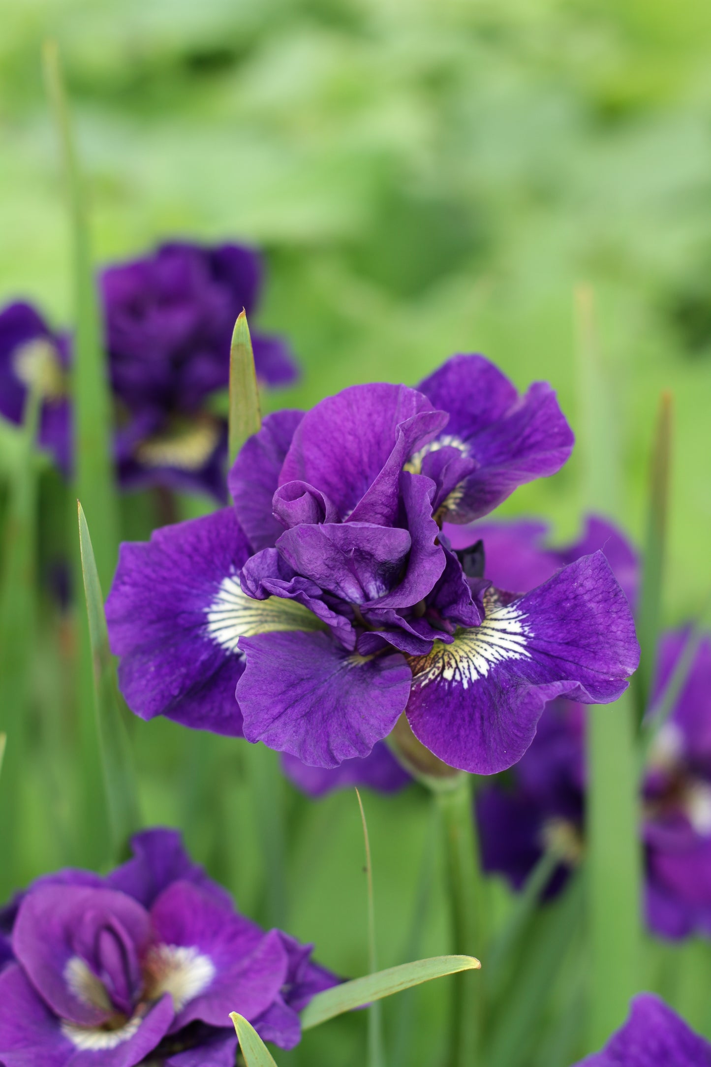Iris-Kaboom 1C