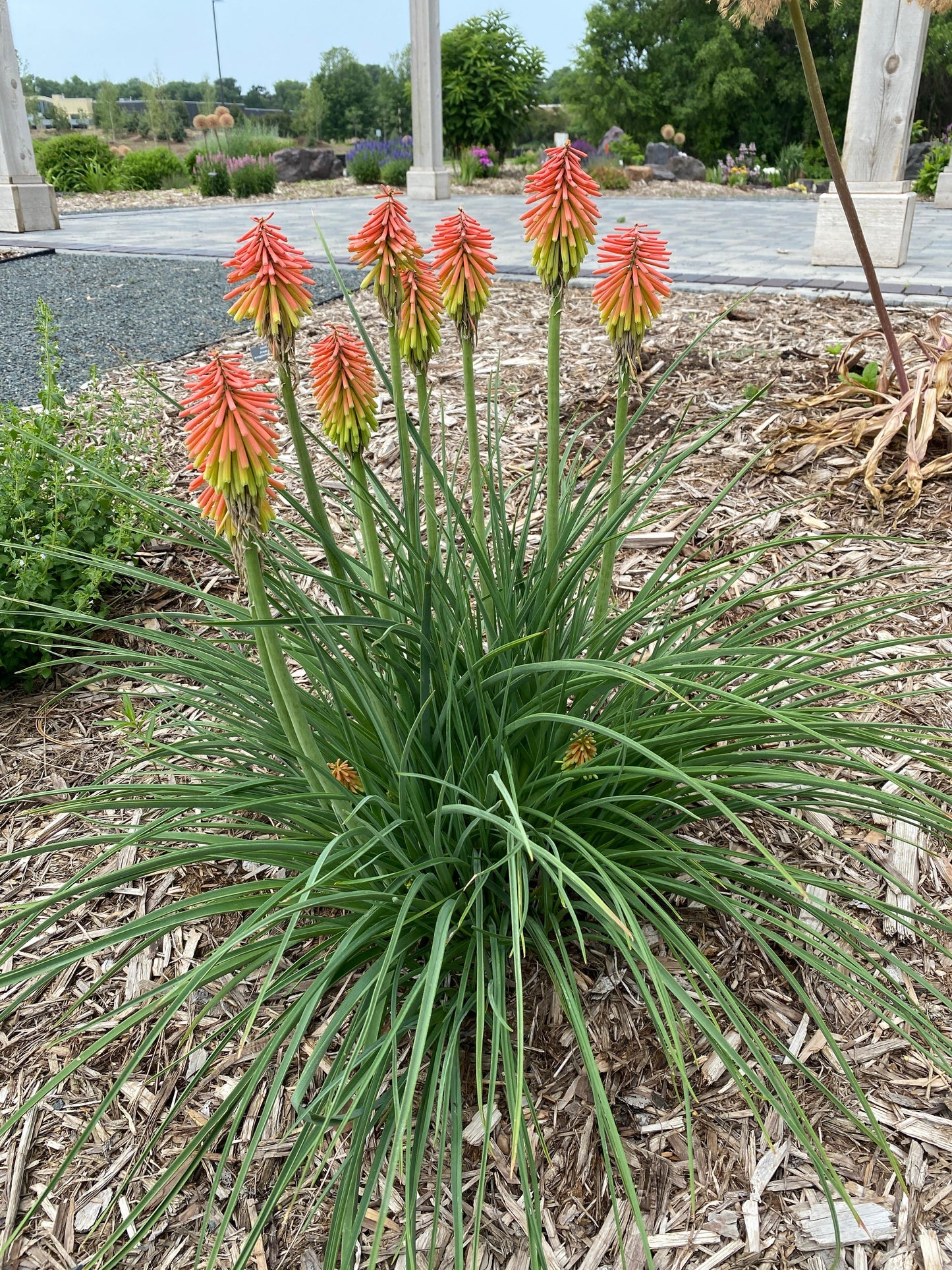 Kniphofia-Fire Dance 1C