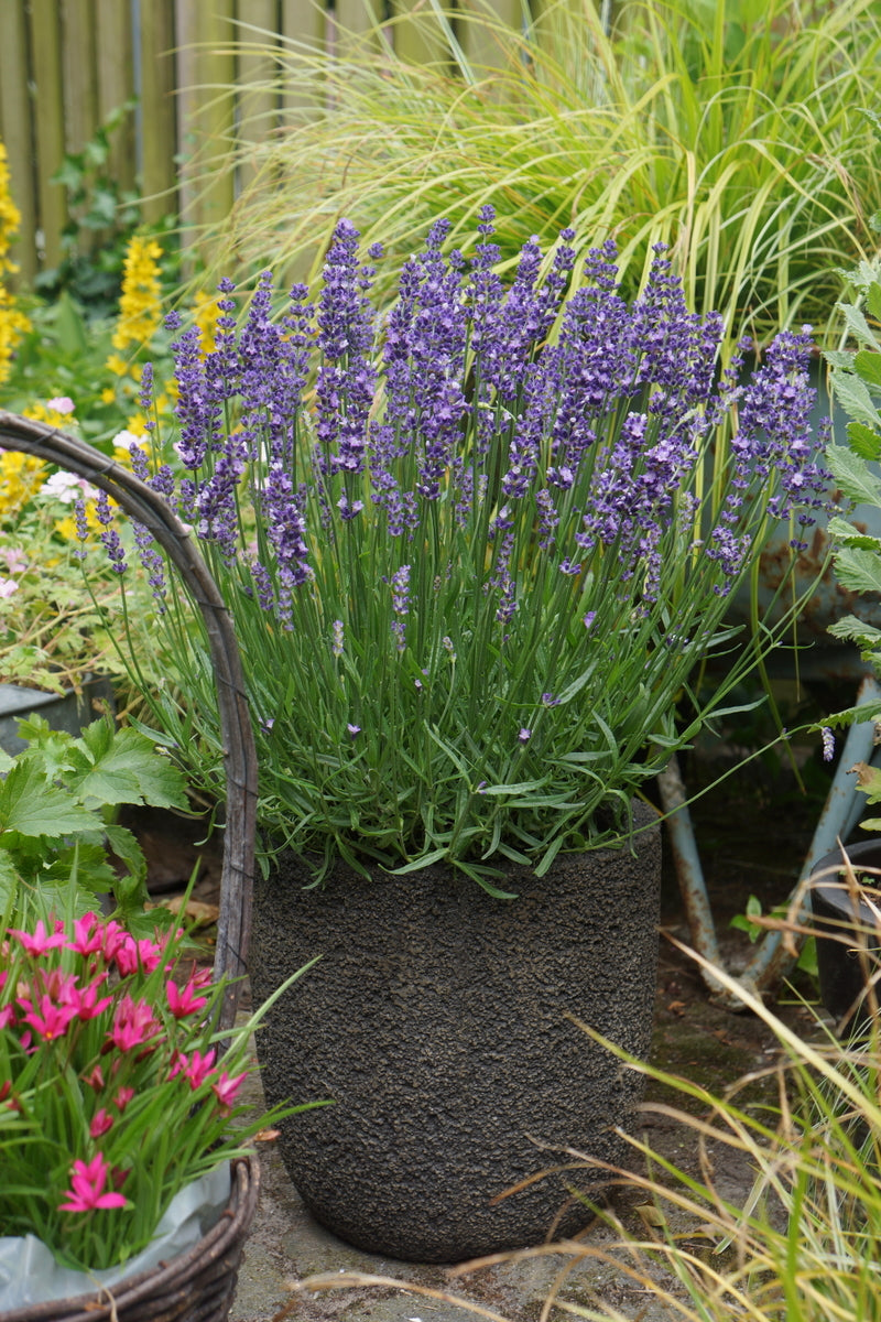 biggest lavender plant Lavandula-Big Time Blue 1C – Country Arbors Nursery