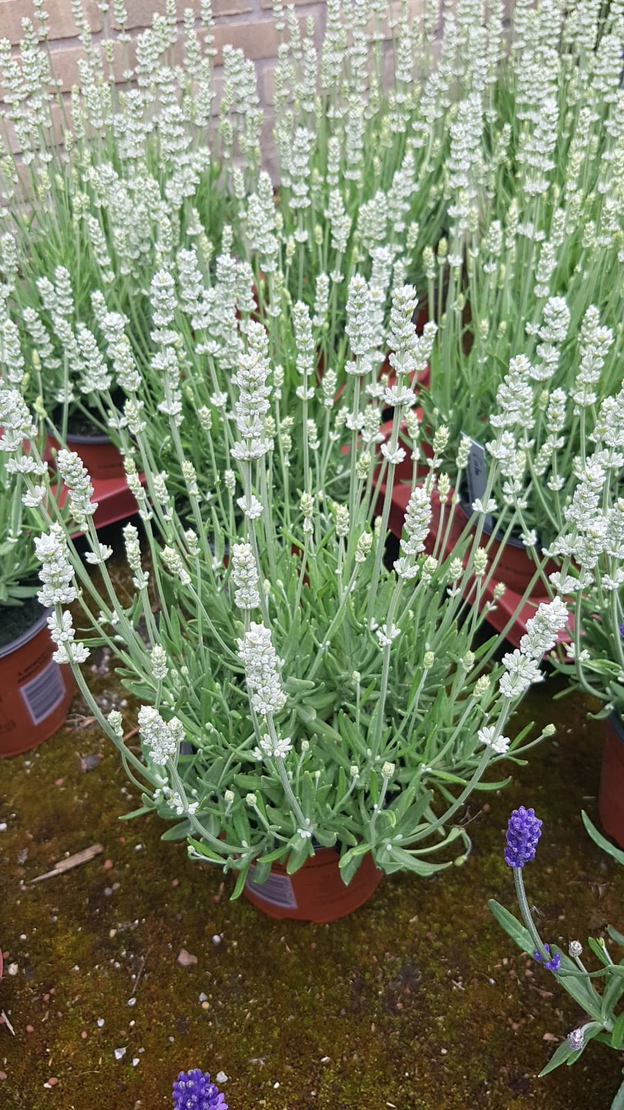 best time to buy lavender plants Lavandula-Big Time White 1C